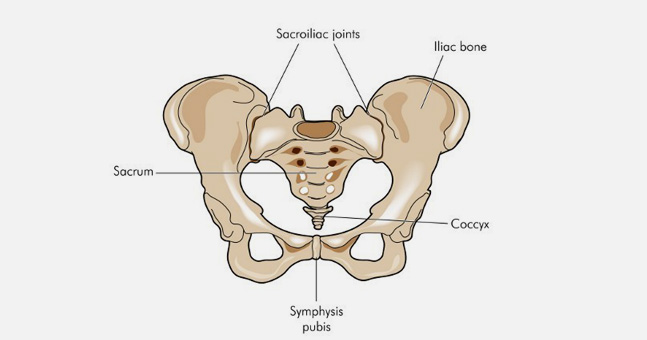 Posterior Pelvic Ring Fractures Of The Si Joint And The Sacrum Ortho Illinois